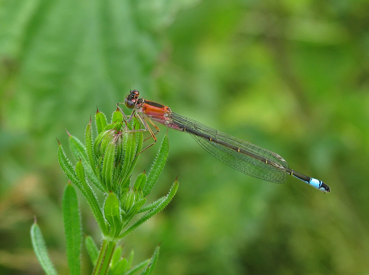 Female Ischnura elegans rufescens by David Kitching